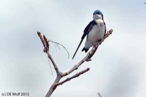 Figure 2 - Tree swallow, Fresh Pond Reserve, Cambridge, MA, April 21, 2015. (c) DE Wolf 2015.