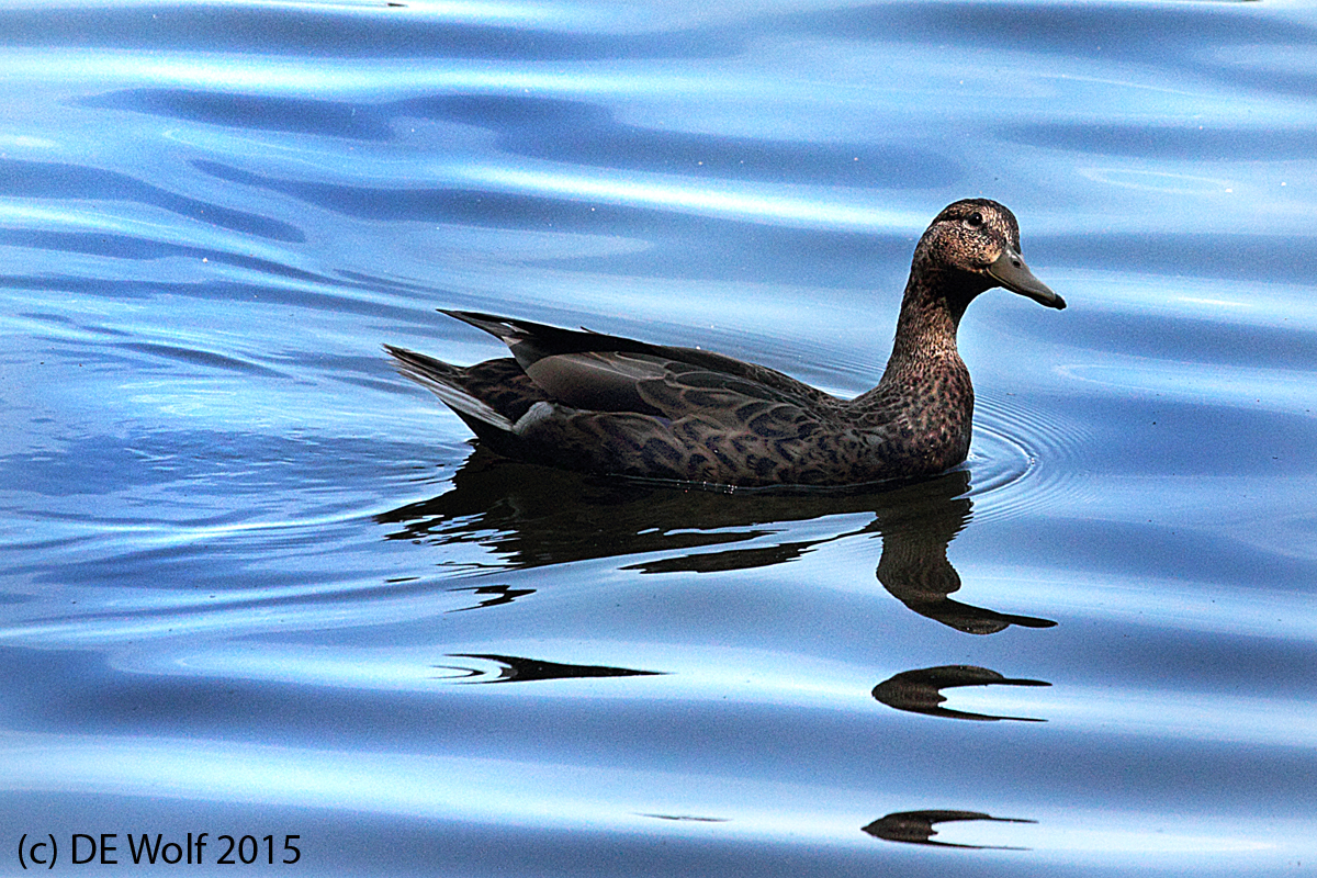 American Black Duck hen Anas Rubripes Hati And Skoll Gallery